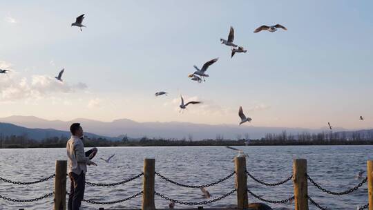 西昌邛海边夕阳西下游客观赏海鸥飞翔喂食