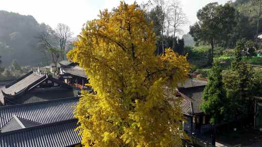 重庆天心寺银杏航拍