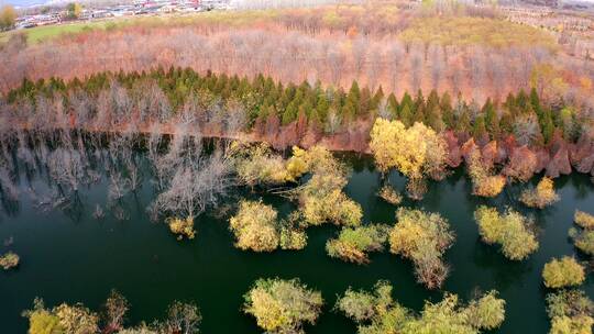 4K航拍秋天飞越白桦树树林和平静的湖泊