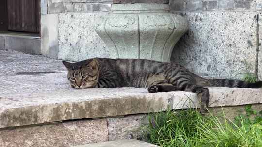 一只慵懒的猫趴在地上睡觉