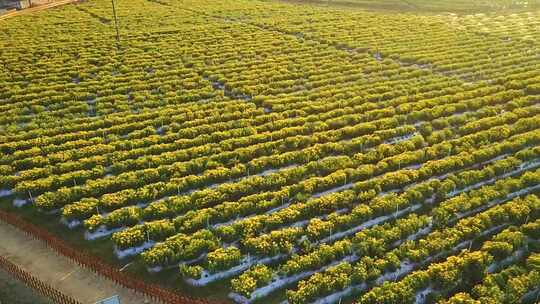 菊花种植基地视频素材模板下载