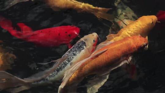 锦鲤观赏鱼视频素材模板下载