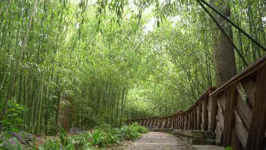 竹子竹林写意水墨