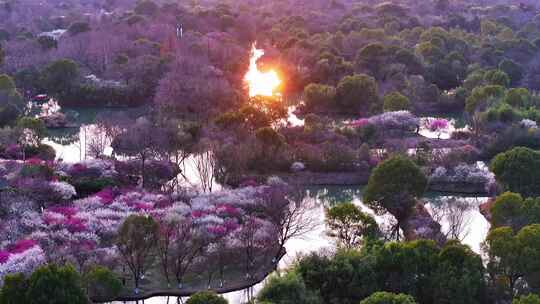 杭州西溪湿地梅花探梅节日落美景