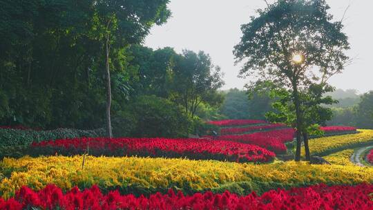 青秀山公园南宁植物园花卉花圃