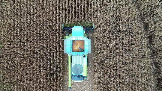 拖拉机在玉米种植园开行，收获成熟的玉米棒。鸟眼跟踪视图视频素材模板下载