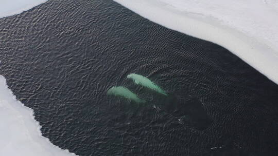 深海巨兽鲸鱼