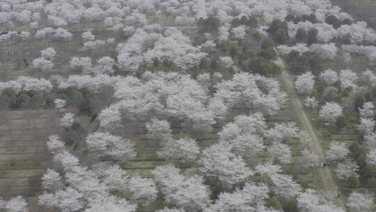 樱花花开春天