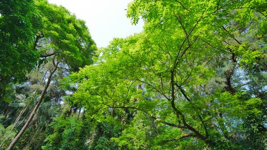 仰拍树林树技