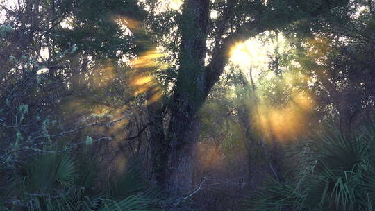 太阳从大沼泽地的雾中升起