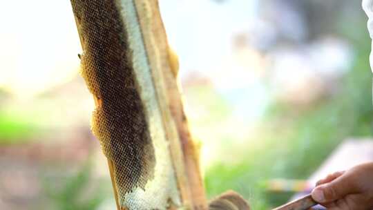 养蜜蜂 槐花蜜 蜂蜜采集