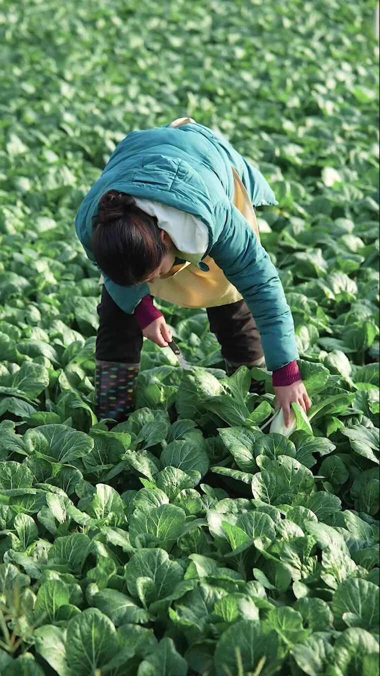 乡村、农业种植、摘菜、坏掉的菜mp4