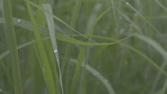 浙江杭州西溪湿地夏季自然户外雨后芦苇露水