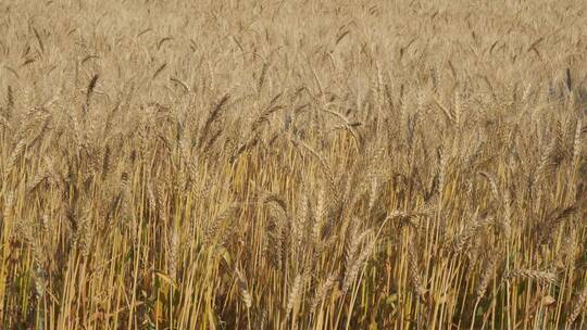 麦地里的买种子成熟可以收割