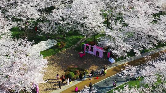 无锡金匮公园樱花航拍中心环绕视角