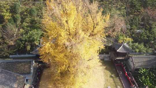 古观音禅寺千年银杏树航拍