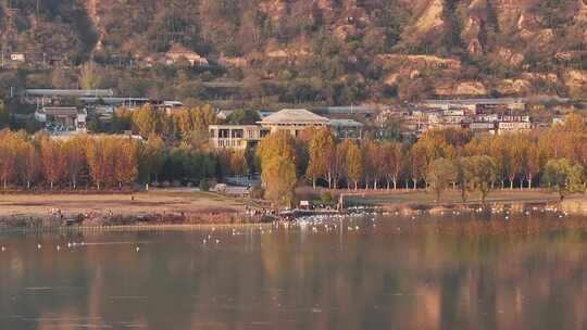 山西平陆大天鹅景区