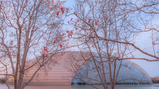 北京国家大剧院玉兰花开