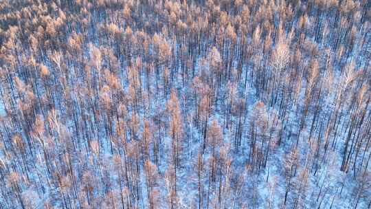 夕阳照耀的大兴安岭雪林