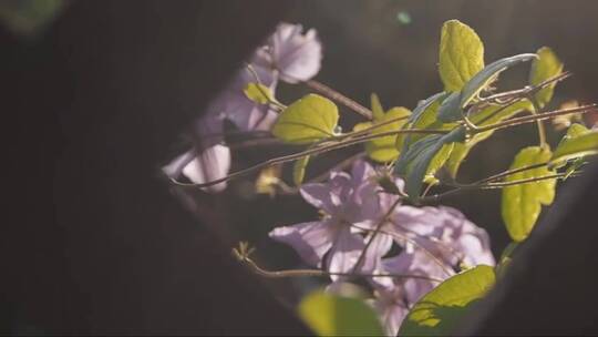 阳光下花园里花架上盛开的铁线莲花