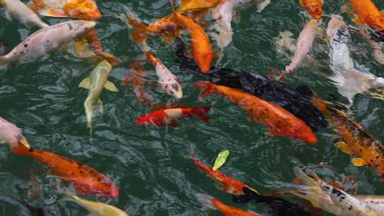 锦鲤金鱼鲤鱼戏水鱼池 鱼锦鲤锦鲤锦鲤夏至视频素材模板下载