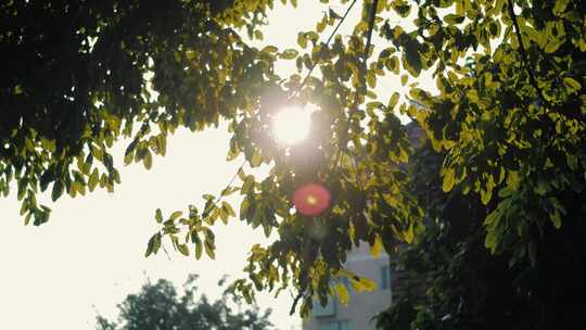 微电影宣传片开头阳光撒进树间视频素材模板下载