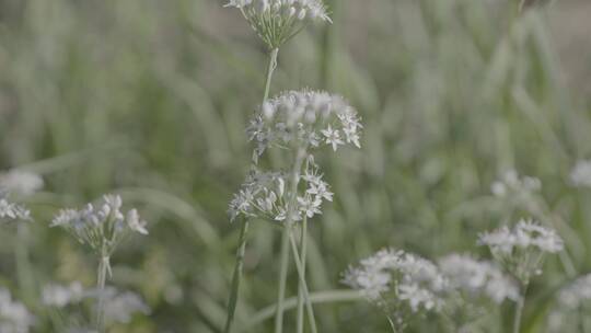 野韭菜花LOG视频素材