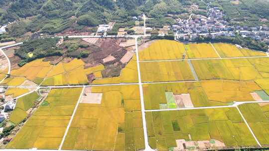 秋天农田金黄色的水稻风景航拍