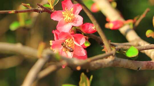春天的海棠花开，蜜蜂忙着采花粉实拍片段