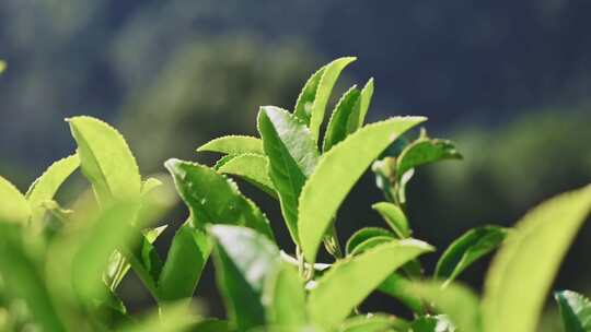 茶山茶园红茶绿茶茶叶种植