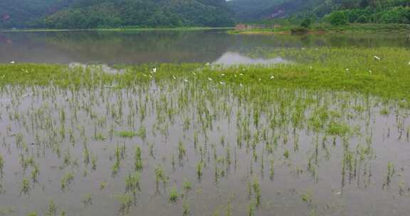 青山绿水生态湿地一群白鹭飞翔升格空镜合集
