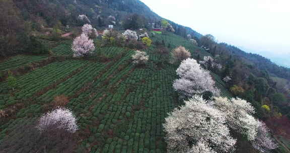 航拍四川春茶园美丽花朵