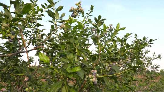 蓝莓果实 蓝莓园  小蓝莓