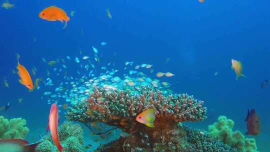 海洋热带水下鱼类