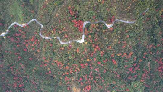 杭州临安浙西天池秋天盘山公路风景航拍