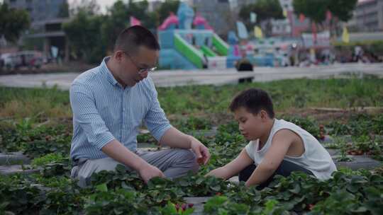 小男孩和爸爸摘草莓父子时光