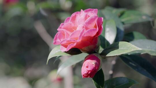 4K-娃丽娜深山茶，山茶花开，山茶开放