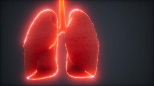 肺部结构展示