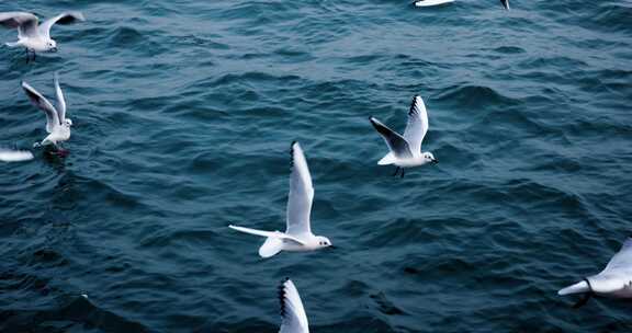 大海海面飞翔的海鸥