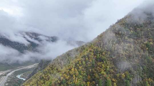 无人机航拍西藏林芝秋天高山林海云雾景观