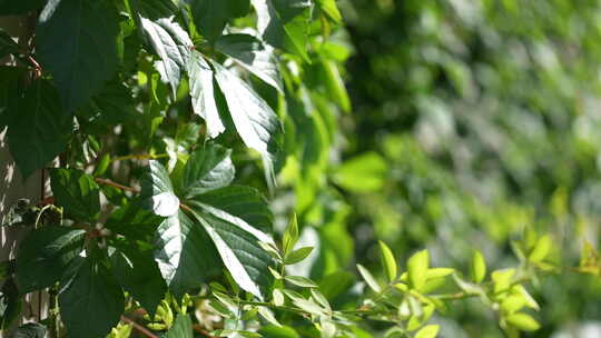 4k植物爬山虎藤蔓特写