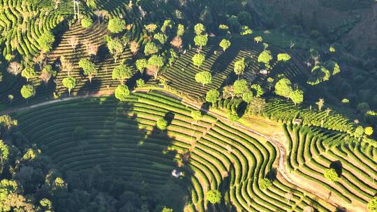 航拍茶山茶园