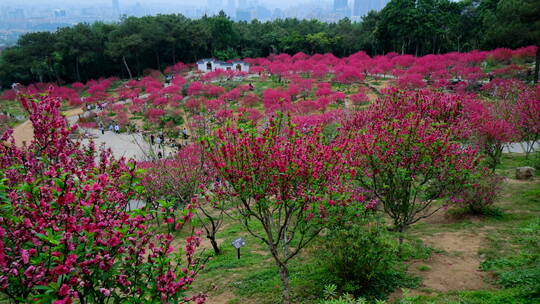 桃花林 树林 春暖花开 桃花坞 桃花园