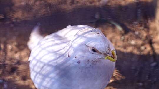 白雉 鸡形目 雉科 鸡 野鸡 动物 野生动物