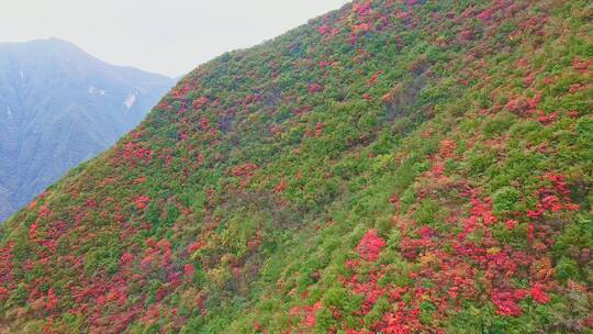 航拍巫峡红叶