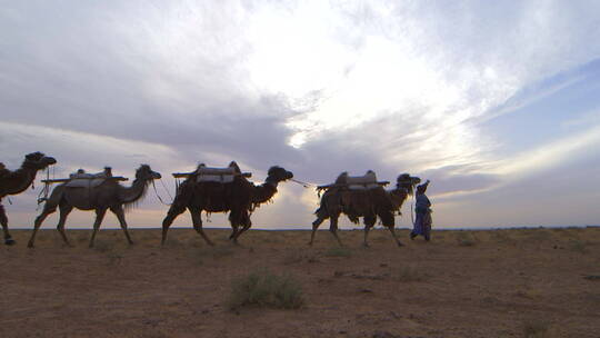 沙漠 古道 驼队