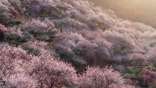 航拍福州永泰青梅花（葛岭万石村）30