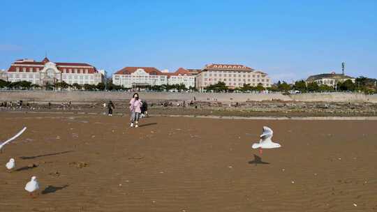 海岸线海边海鸥