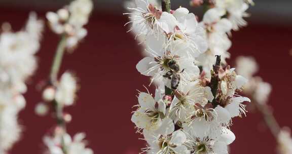 白梅花上蜜蜂采蜜特写