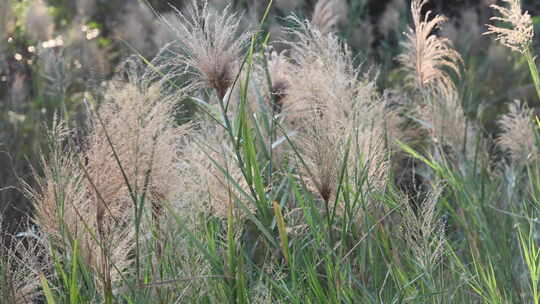 芦苇 狗尾巴草 芦花 阳光 空镜 实拍